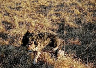 Dog Walking St Austell